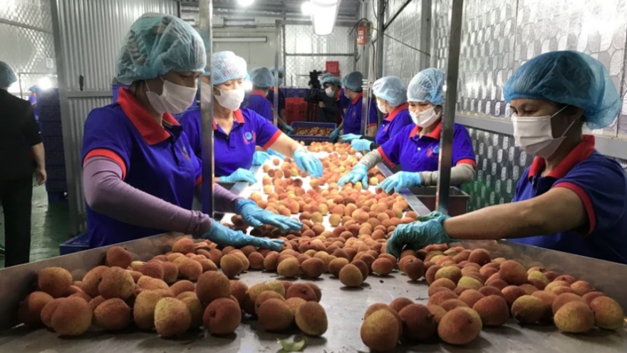 AEON Group to export 30 tonnes of Hai Duong lychee to Japan